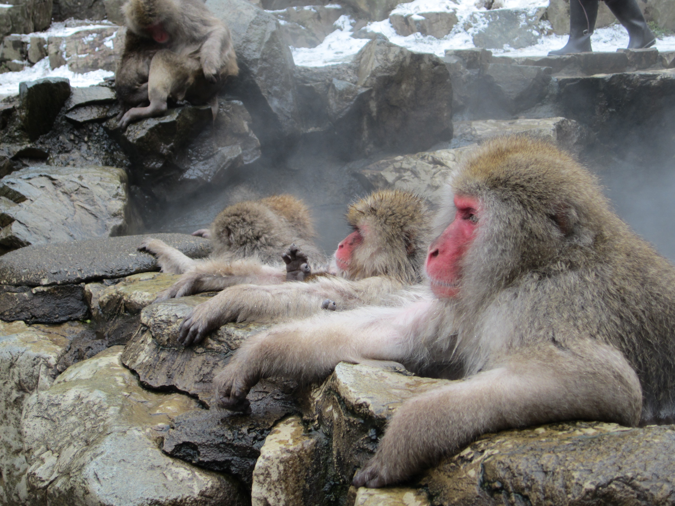 Snow_Monkey