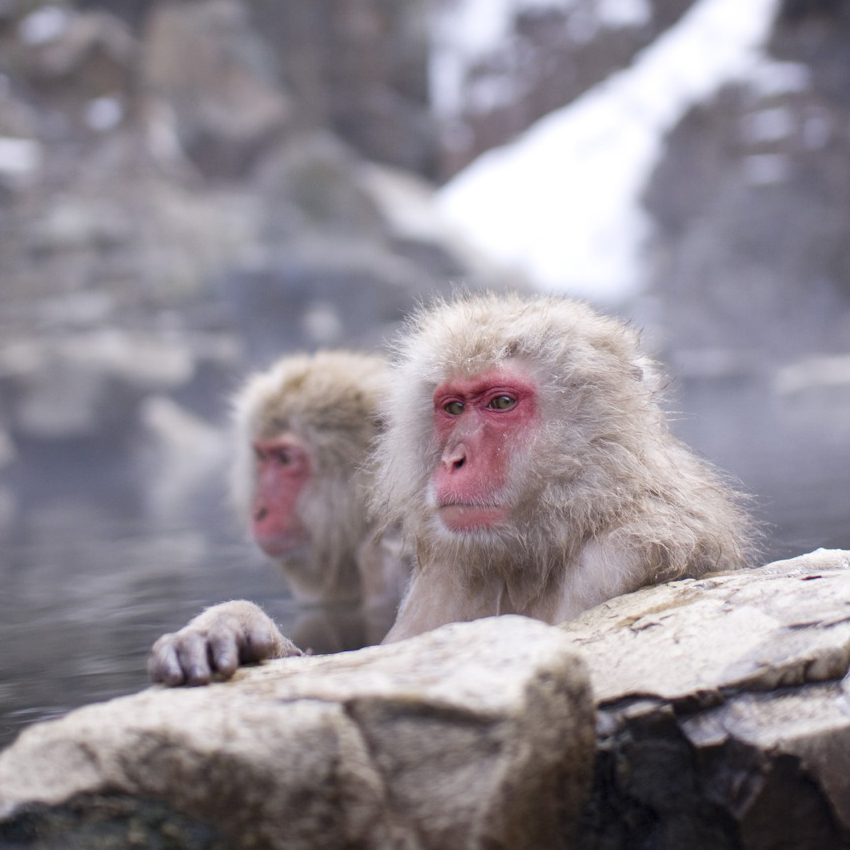 snow_monkey