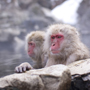 Snow Monkey Park