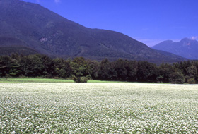 信濃町(野尻湖)