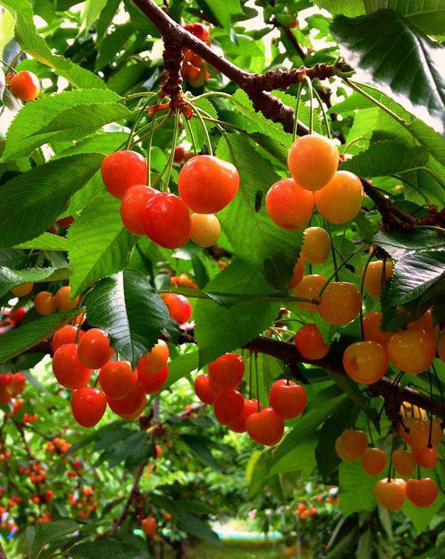 果物・野菜